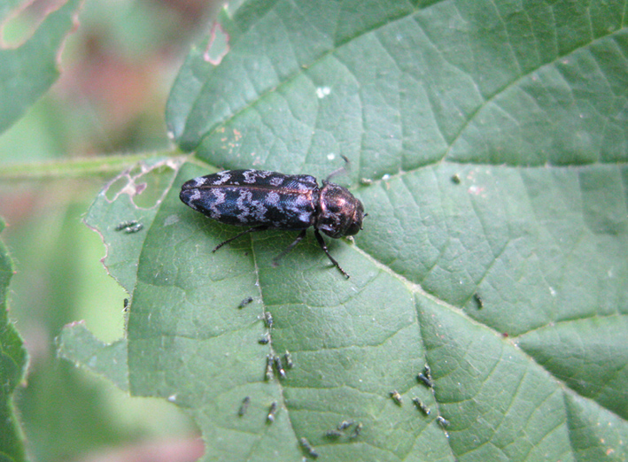 coleottero da identificare